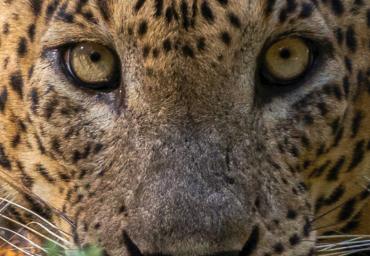 A Leopard from Vilpattu National Park