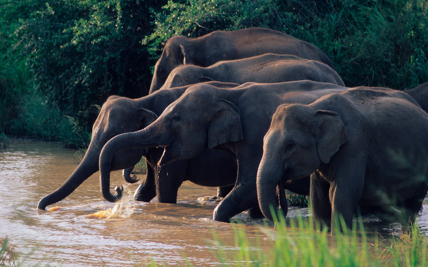 elephants