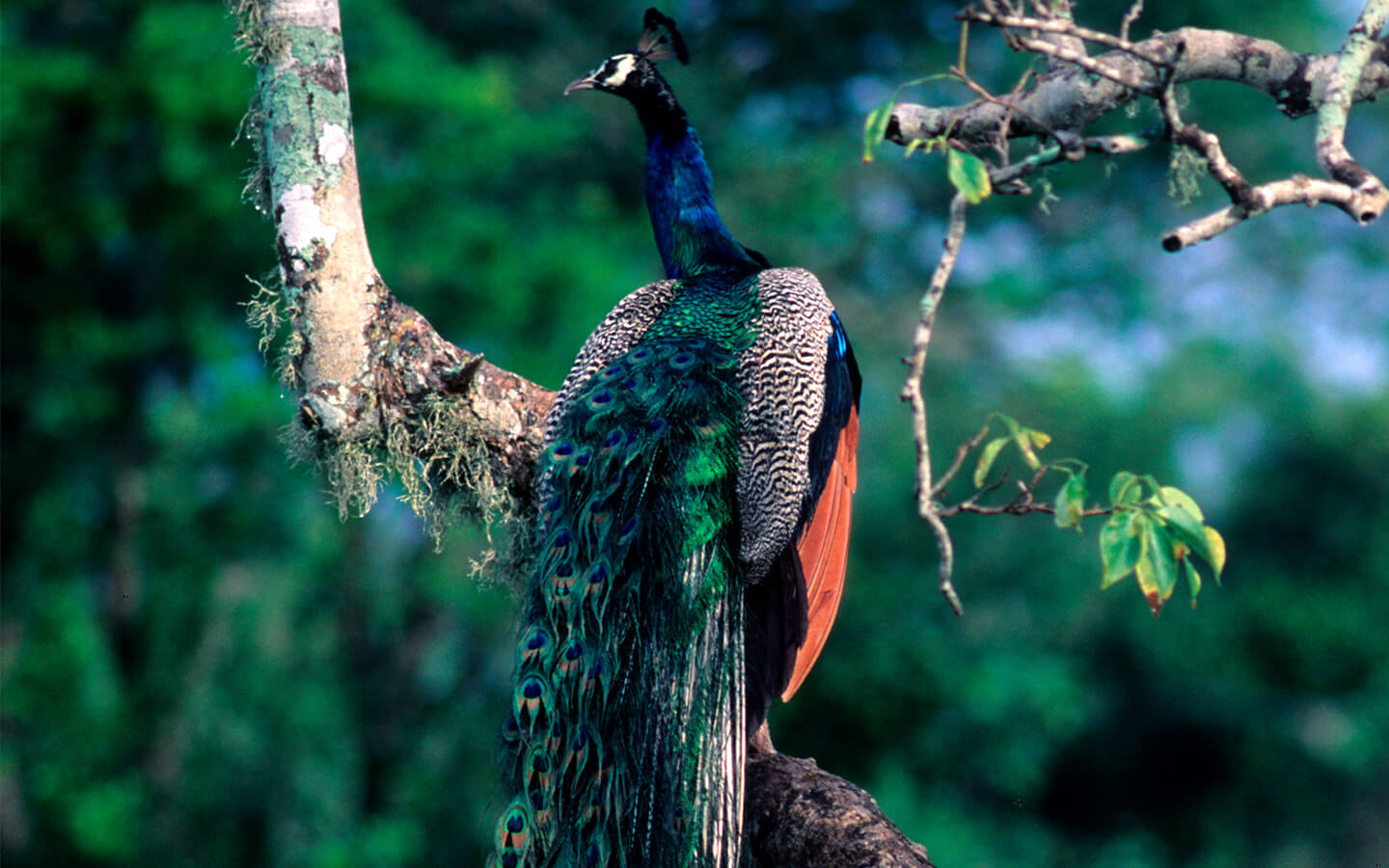 peacock