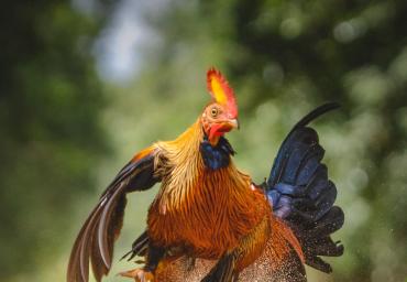 A Junglefowl