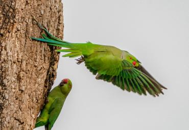 Parrots